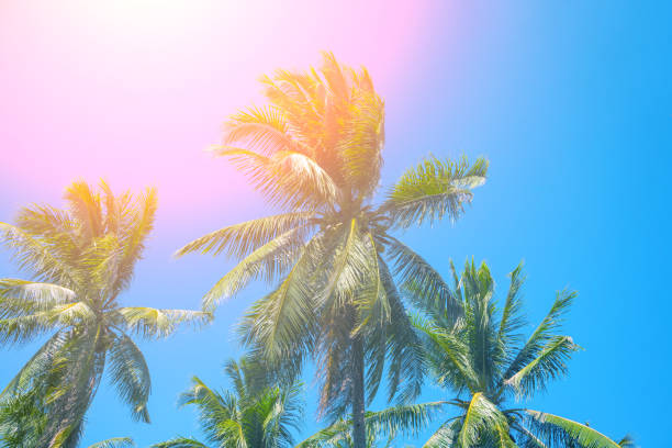 istock Paradise landscape with coco palm trees. Exotic place view with tropic tree silhouettes. 1066985882