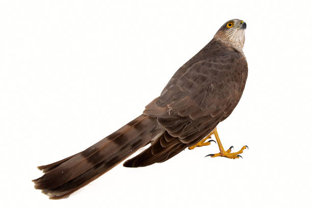 istock Eurasian Sparrowhawk (Accipiter nisus) female. Isolated on white. Side view 1066988138