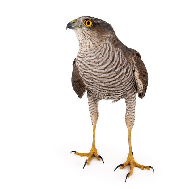 Eurasian Sparrowhawk (Accipiter nisus) female. Isolated on white Eurasian Sparrowhawk (Accipiter nisus) female. Isolated on white. galapagos hawk stock pictures, royalty-free photos & images