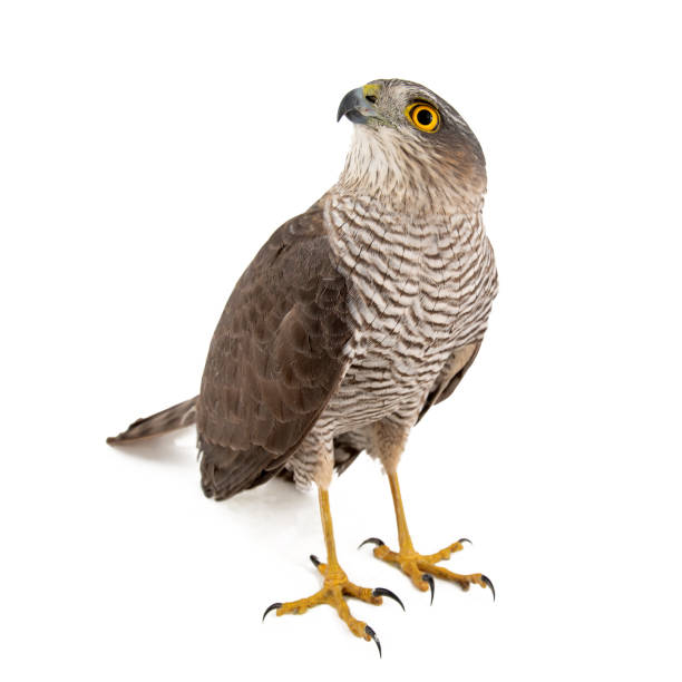 istock Eurasian Sparrowhawk (Accipiter nisus) female. Isolated on white 1066988192