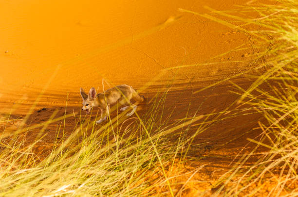 Fennec Fox , Sahara Desert, Merzouga, Morocco