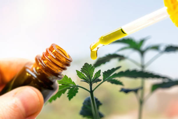 Hand holding bottle of Cannabis oil against Marijuana plant Hand holding bottle of Cannabis oil against Marijuana plant, CBD oil pipette cannabinoid stock pictures, royalty-free photos & images