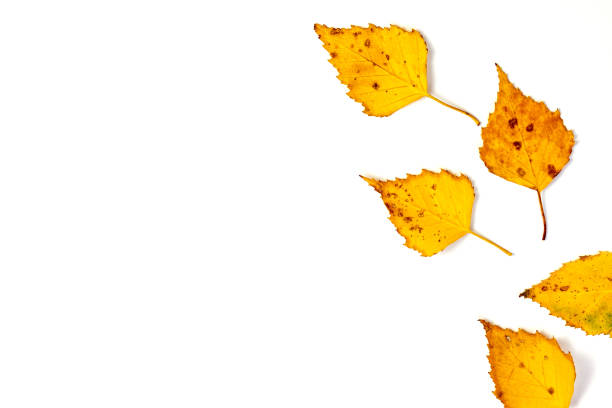istock Yellow autumn leaves isolated on white background. Autumn, fall concept. Flat lay, top view 1066995928