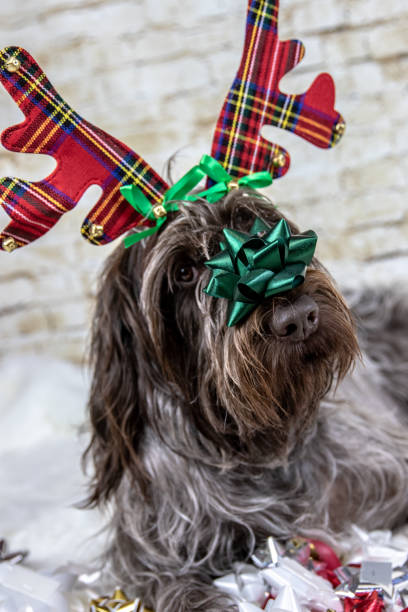 istock Christmas antler dog 1066998742