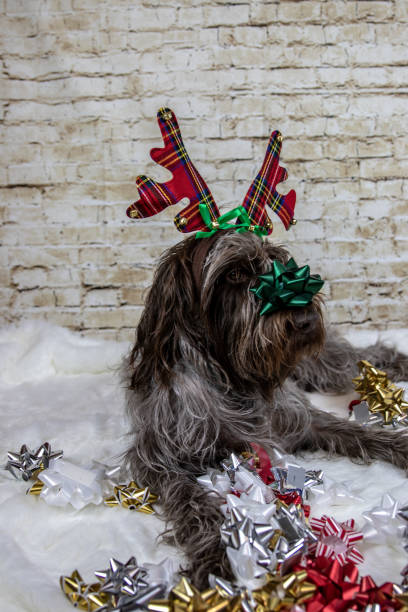 istock Christmas antler dog 1066998746