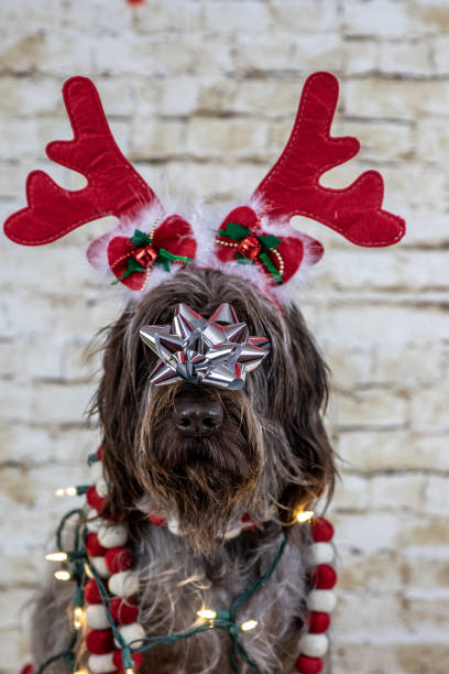 istock Christmas antler dog 1066998756