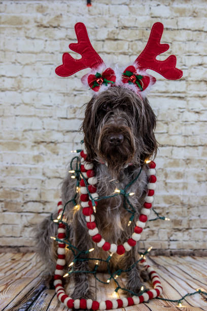 istock Christmas antler dog 1066998760