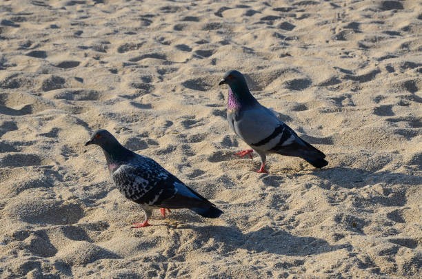 istock Pigeons on the beach. 1067000620