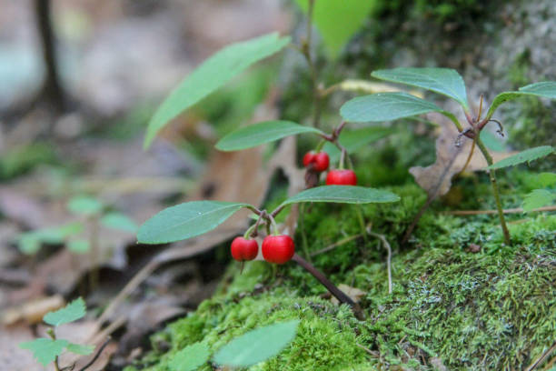 istock Wintergreen growing wild on the forest floor 1067002288