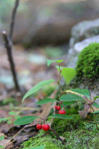 istock Wintergreen growing wild on the forest floor 1067002314