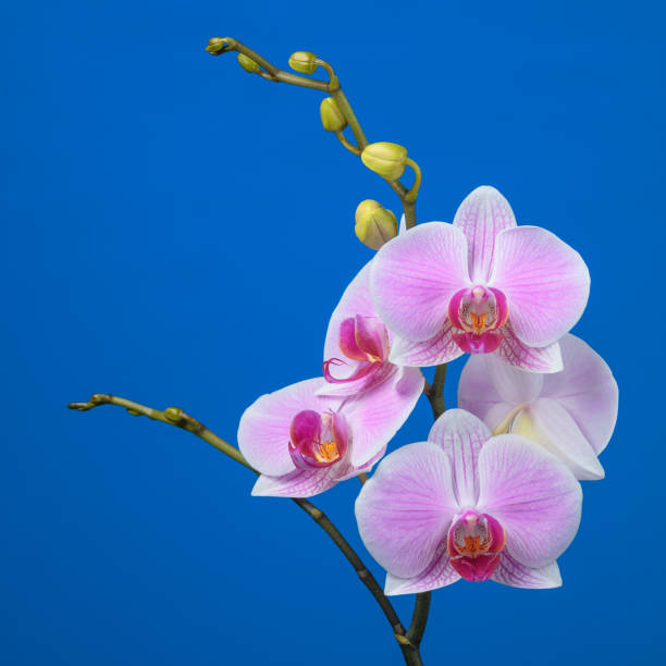 istock Inflorescence of butterfly orchid on blue background 1067003008