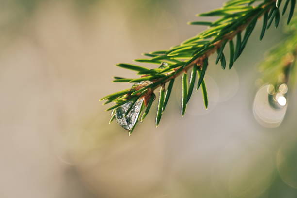 istock bright-lit spruce-twigs covered with water-drops 1067003026