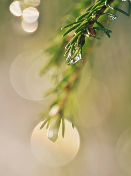 istock bright-lit spruce-twigs covered with water-drops 1067003038