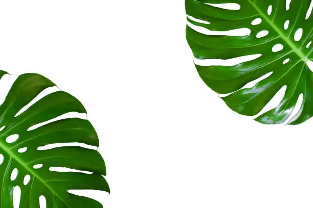 Photo of Monstera plant leaf, the tropical evergreen vine isolated on white background, Real leaves decoration for composition design.Tropical,botanical nature concepts ideas.clipping path included.