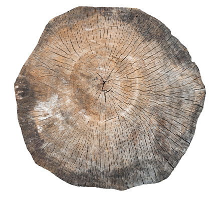 isolated shot of tree cross section on white background