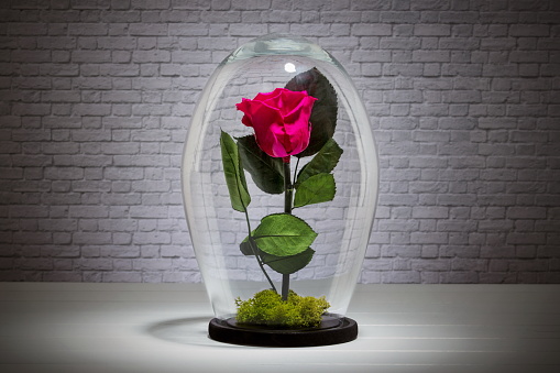 Eternal red rose under the glass dome in front of a brick wall background