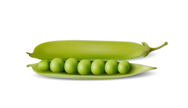 녹색 완두콩, 사실적인 벡터 열 완두콩 포드, 흰색 배경에 고립 벡터 일러스트 레이 션 - healthy eating green pea snow pea freshness stock illustrations
