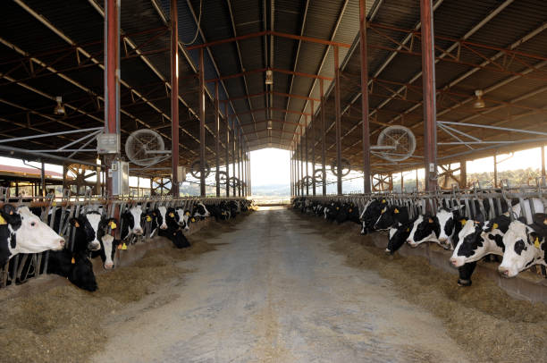 istock farmer in a cow farm 1067011542