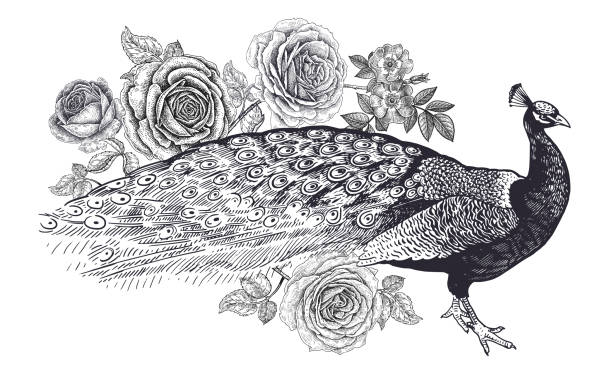 ilustraciones, imágenes clip art, dibujos animados e iconos de stock de mano realista dibujo de pavo real y rosas aisladas sobre fondo blanco. - feather peacock ornate vector