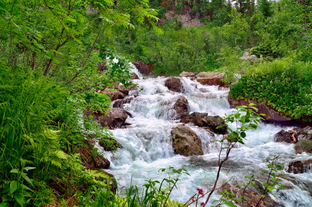 istock Fast flowing source of mountain river among dense forests and huge stones 1067016754