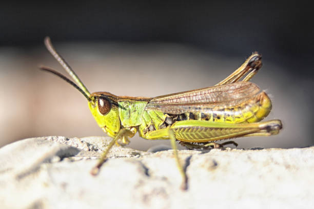 cavalletta - locust swarm of insects insect group of animals foto e immagini stock