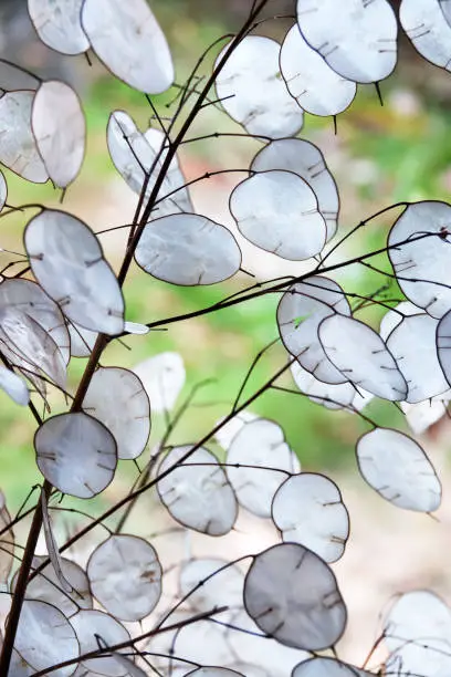 Close-up of a honesty plant with seedpods.