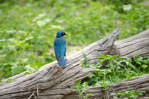 storno africano blu, parco nazionale di chobe, botswana - greater blue eared glossy starling stock-fotos und bilder