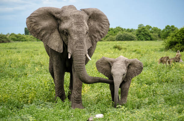 elefanti africani nel parco nazionale di chobe, botswana - famille danimaux photos et images de collection