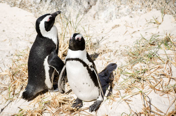 istock Pinguini di Pebble Beach, Cape Town 1067020264