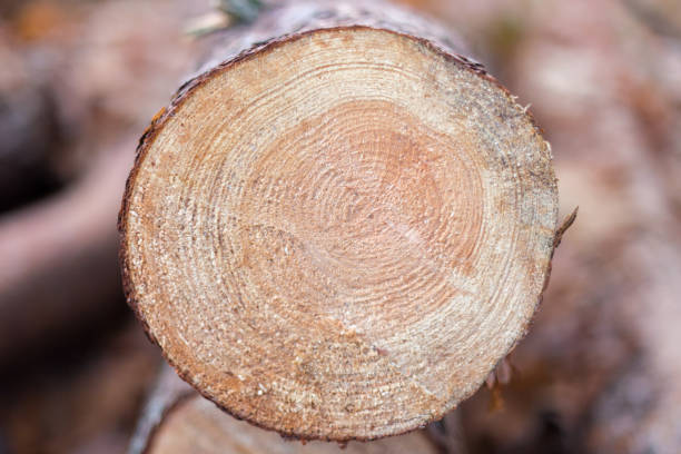 istock Omgehakte bomen in het bos voor houtindustrie 1067021996