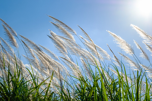 White reed sway in the wind on blue sky, winter in Thailand