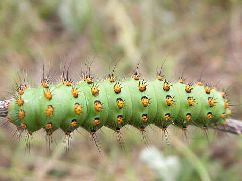A big green caterpillar on a stick