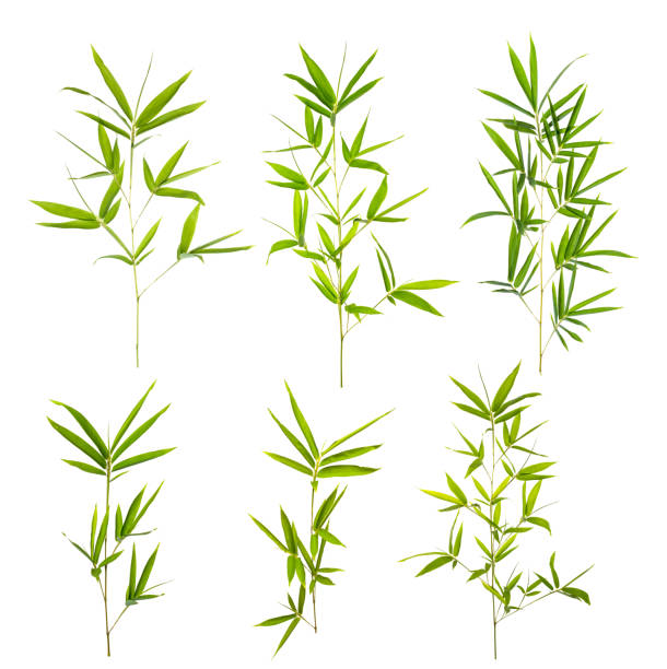 bambusblatt mit clipping-pfad isoliert auf weiß - bamboo leaf bamboo shoot feng shui stock-fotos und bilder