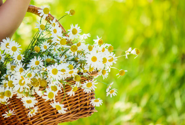 istock Girl with chamomile. Selective focus. nature flowers. 1067044382