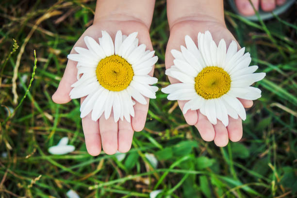istock Girl with chamomile. Selective focus. nature flowers. 1067044388
