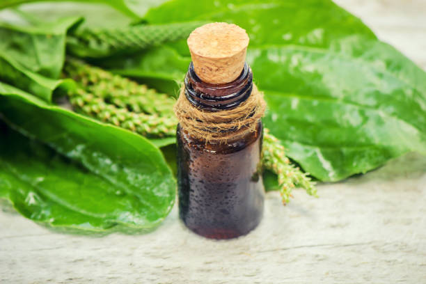 istock extract of plantain in a small jar. Selective focus. 1067045862