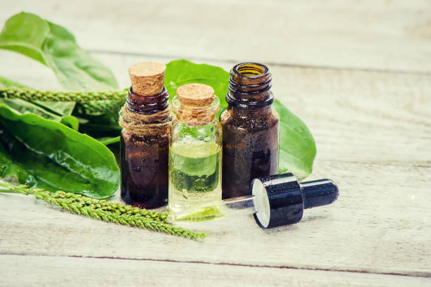 istock extract of plantain in a small jar. Selective focus. 1067045890