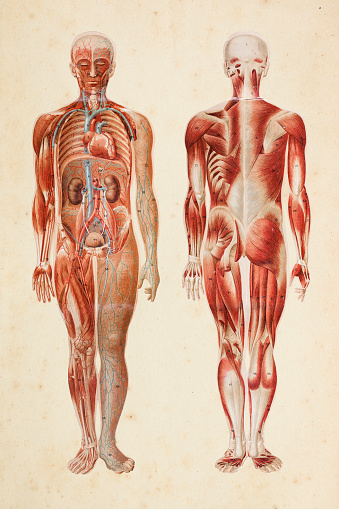 Steel engraving human body with muscles and internal organs  illustration
Original edition from my own archives
Source : Platen Heilmethode 1894