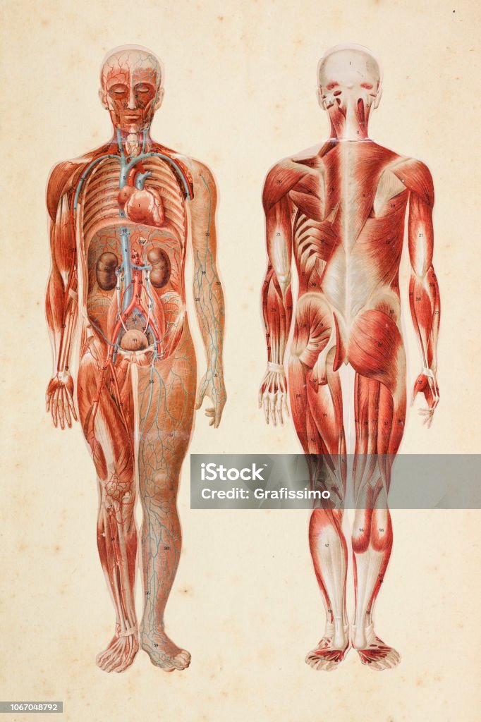 Human body with muscles and internal organs Steel engraving human body with muscles and internal organs  illustration
Original edition from my own archives
Source : Platen Heilmethode 1894 Anatomy stock illustration