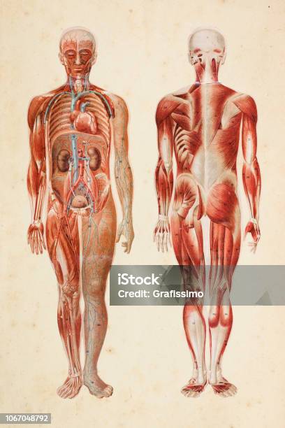 Human Body With Muscles And Internal Organs Stock Illustration - Download Image Now - Anatomy, The Human Body, Illustration