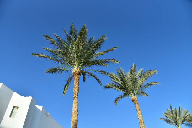 istock Egyptian palm and sky 1067051232