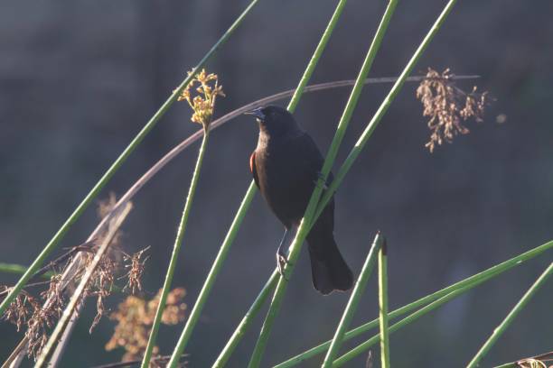 istock Birds. Shiloh Ranch Regional Park in southeast Windsor 1067052052