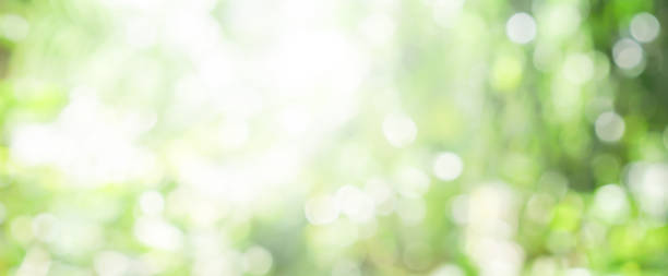 Photo of blurry green nature forest landscape background with sunlight flare:blurred bokeh natural backdrop