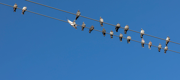 doves on power line