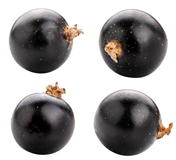 istock Set of blackcurrants isolated on white background. Clipping path 1067057070