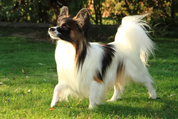 aristocratic papillon dog in the green grass