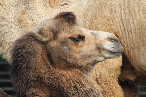istock detail of nice camel 1067058032