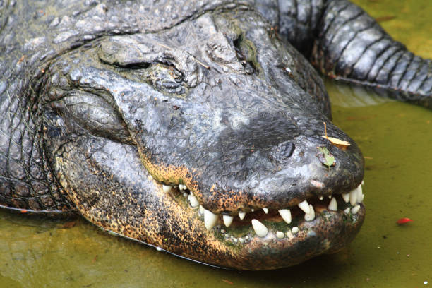 istock crocodile is resting in the water 1067058270