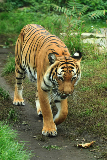 istock orange tiger in the green grass 1067058322