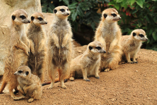 istock group of suricata animals 1067058388